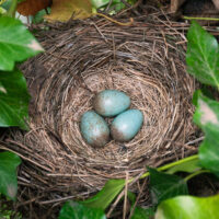 Eggs