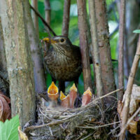 Blackbird
